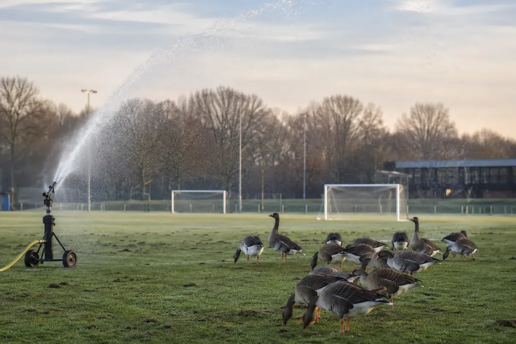 Ganzenoverlast op sportvelden leidt tot ingrijpende maatregel